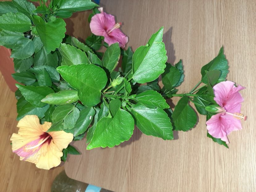  - Florile mele în iunie 2022