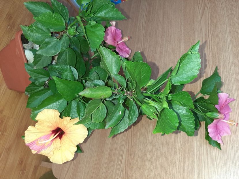  - Florile mele în iunie 2022