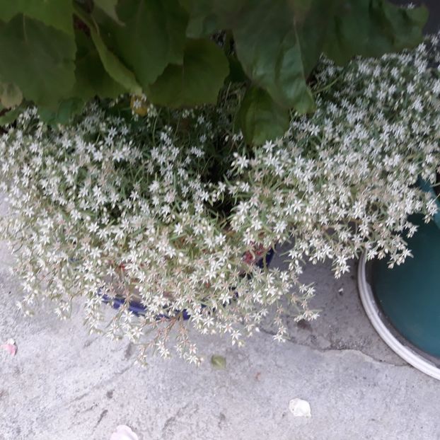  - CACTUSI SI SUCULENTE