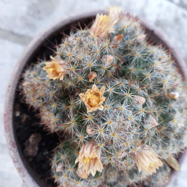  - CACTUSI SI SUCULENTE