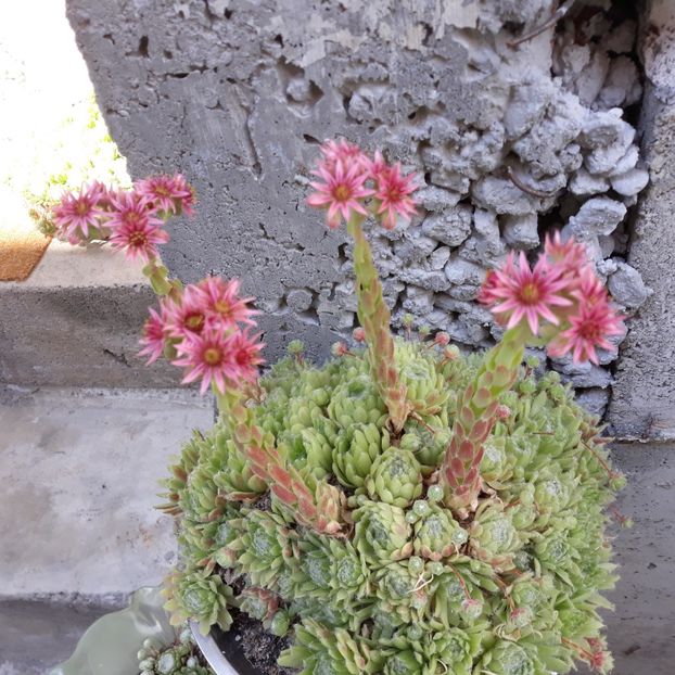  - CACTUSI SI SUCULENTE