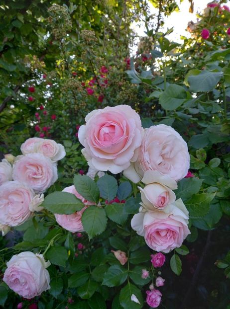 Eden Rose - Trandafiri