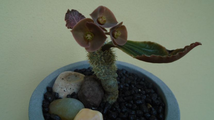 Euphorbia francoisii, Taolanaro, S. Madagascar - Caudiciforme-pachycaule si bulboase 2022-2023