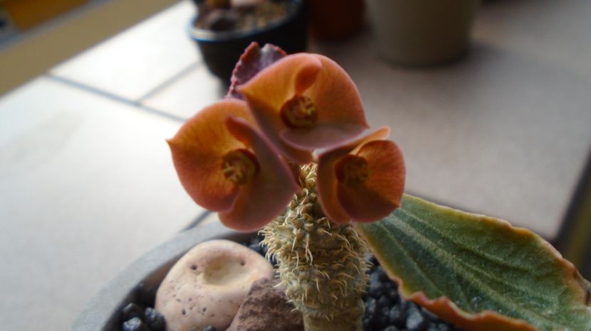 Euphorbia francoisii, Taolanaro, S. Madagascar - Caudiciforme-pachycaule si bulboase 2022-2023