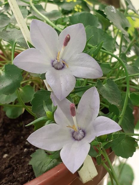 Campanula de ghiveci - IUNIE 2022