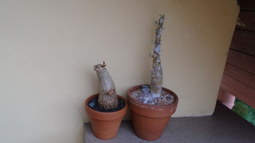 15 iun. - primele semne de vegetatie - Sesamothamnus lugardii, Africa de Sud si Namibia &  Phyllanth - Caudiciforme-pachycaule si bulboase 2022-2023