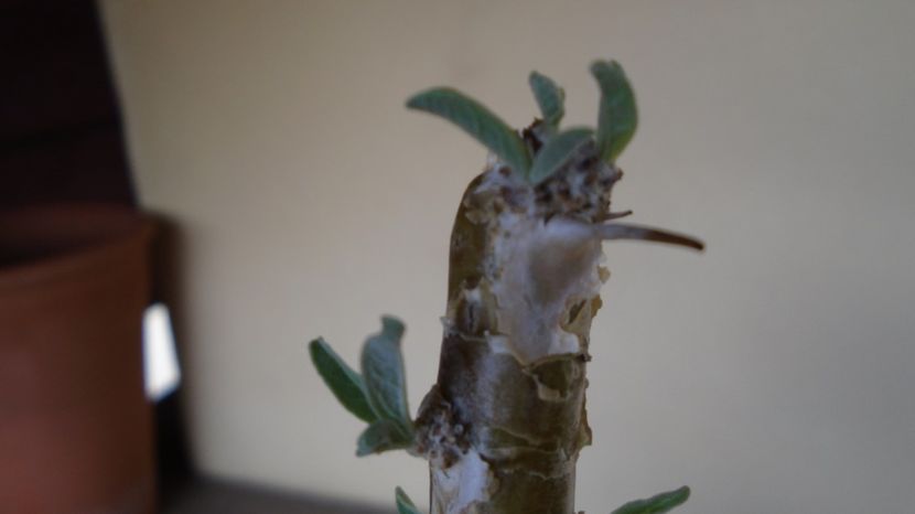  - Caudiciforme-pachycaule si bulboase 2022-2023