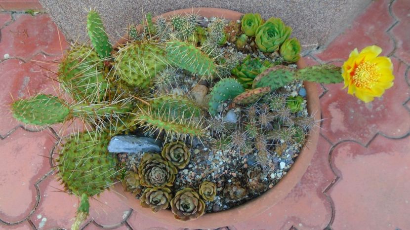 Opuntia humifusa - Primavara 2021-2022-2023