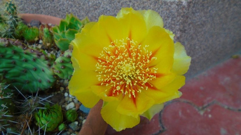 Opuntia humifusa - Primavara 2021-2022-2023