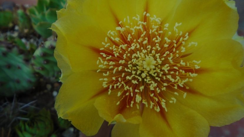 Opuntia humifusa - Primavara 2021-2022-2023