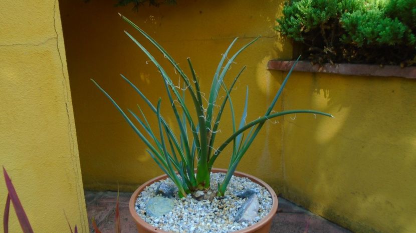 Hesperaloe parviflora (Red yucca), N. Mexic: Coahuila, Texas (-20C) - Suculente-Agave-Yucca si Dracaena 2022-2023