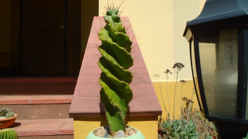 Cereus forbesii cv. spiralis, 30 cm h., 150 lei - 00 Plante disponibile 2023