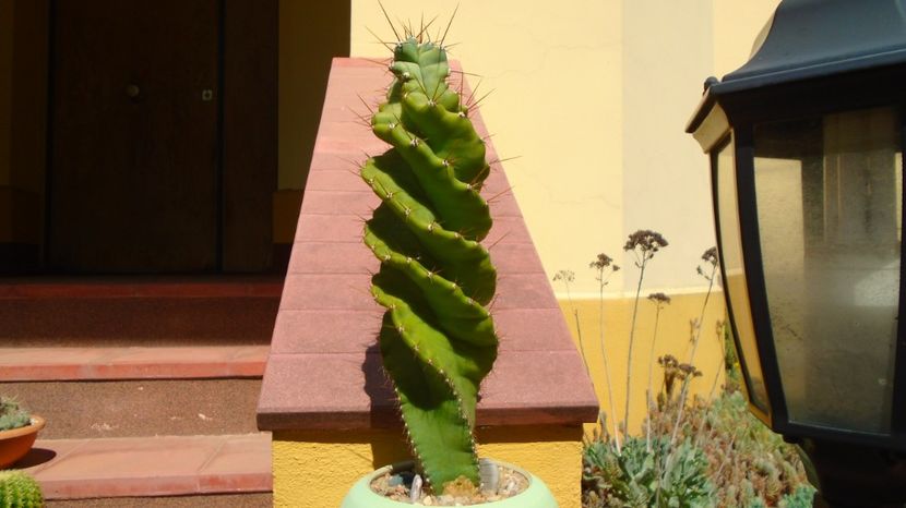 Cereus forbesii cv. spiralis, 30 cm h., 150 lei - 00 Plante disponibile 2023