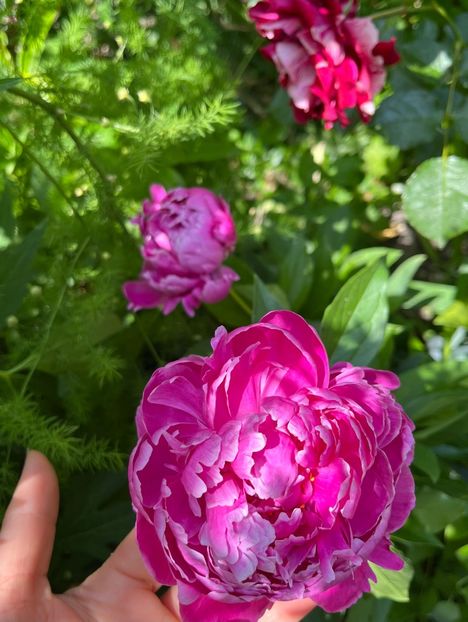 B51780FC-A2DD-40BC-8662-3F6592BDC7D1 - Bujor