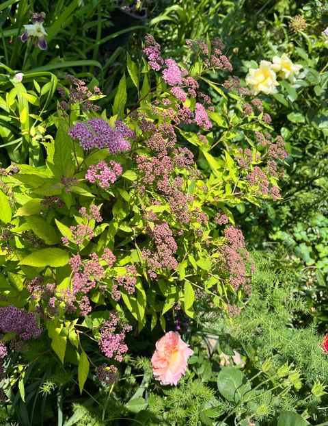 41D57127-AD5E-4885-BAAF-6143922097A6 - Arbuști 2021-2023