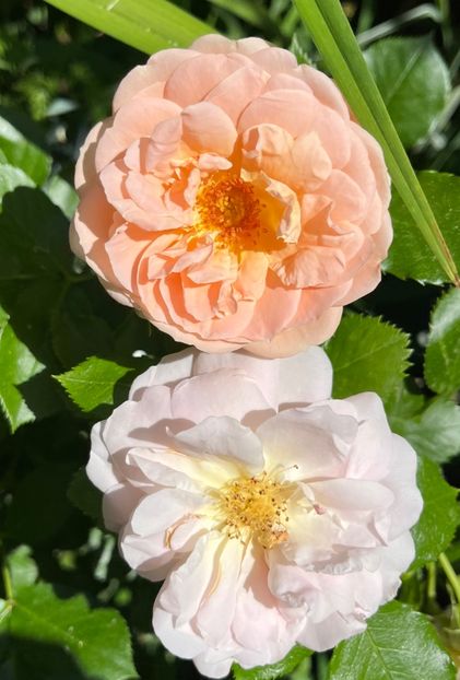 Gheisa - Trandafiri 2022 3