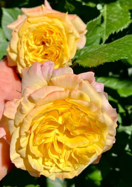 Ga - Trandafiri 2022 3