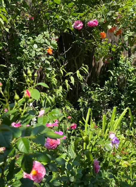 33019A42-0DFE-45CF-B9E6-6D402BFAB9F1 - Trandafiri 2022 3