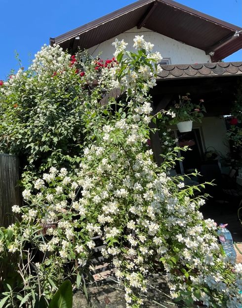 6E0D2350-D942-4FF3-89D6-7D45206CB95C - Trandafiri 2022 3