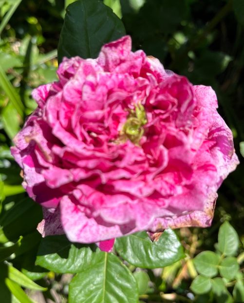 A15E31E2-A55E-4FD6-BF7A-4C32920F556C - Trandafiri 2022 3