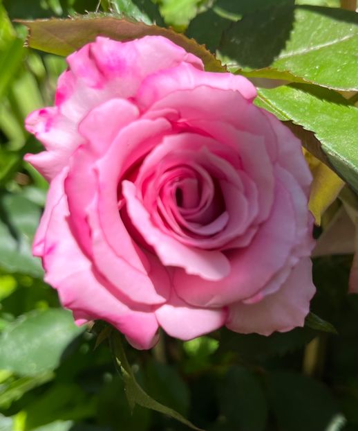 D432D8DA-6569-4199-967F-F1E221DE864A - Trandafiri 2022 3