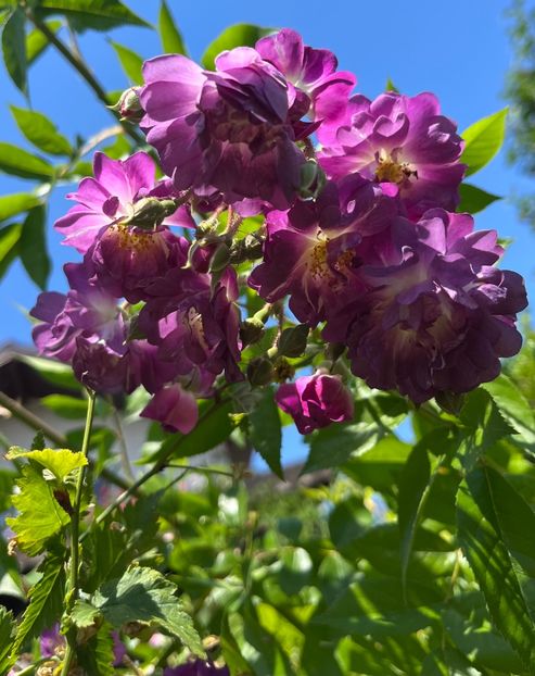 C55DE724-4A92-4EA2-B9EB-ED26F539669E - Trandafiri 2022 3