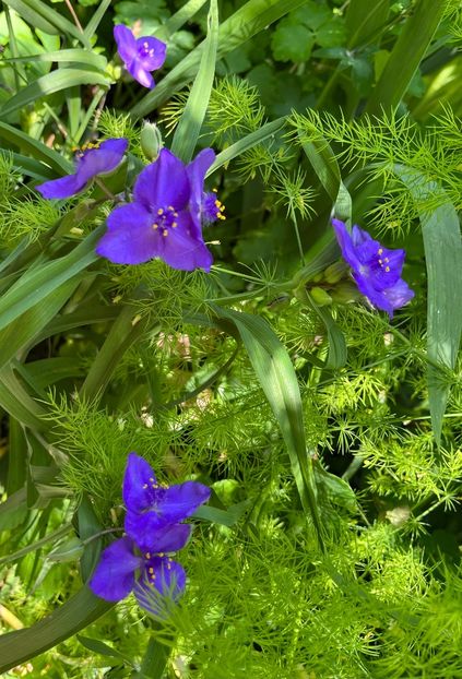 6C49A98B-AB87-4D95-9672-434A6EF9B338 - Flori 2022 2023