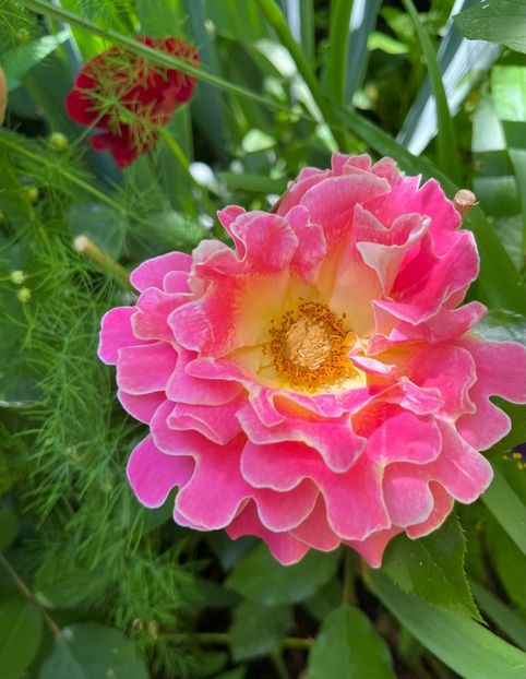 AF20E43B-4613-45F8-9429-7108875951F8 - Trandafiri 2022 3