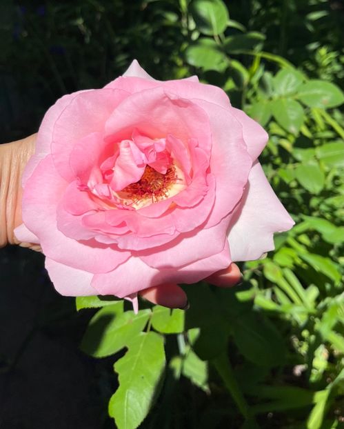 36EFE293-2160-4586-86FB-D83CD6BF62C1 - Trandafiri 2022 3