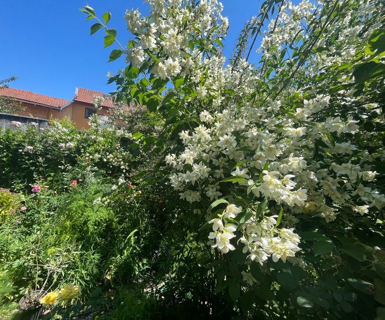 19732D2A-AD28-4E58-A35E-2CAEBAE9B30F - Arbuști 2021-2023