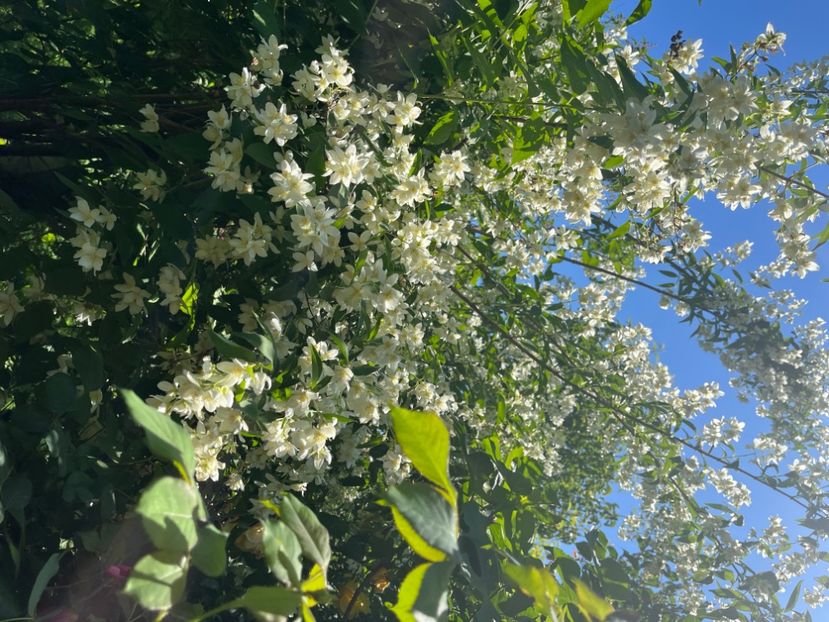 5824995B-9572-42CE-956A-DA588440A336 - Arbuști 2021-2023