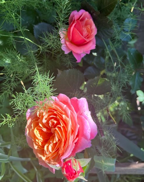 B85AFBB9-5746-4911-956E-666ACED25382 - Trandafiri 2022 3