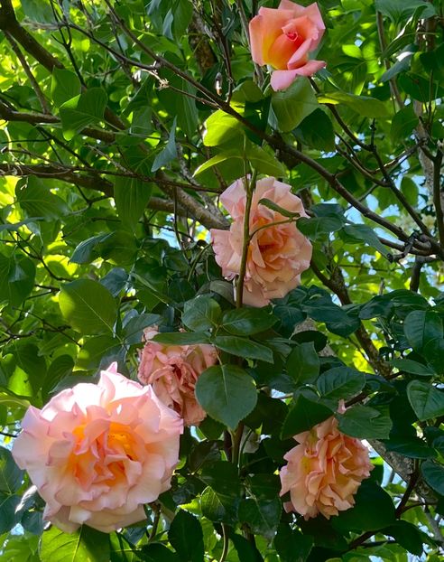 3898FD93-C7B6-4A57-B5A7-77AD46BCF0F2 - Trandafiri 2022 3