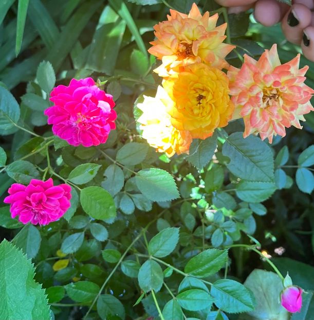 Mini - Trandafiri 2022 3