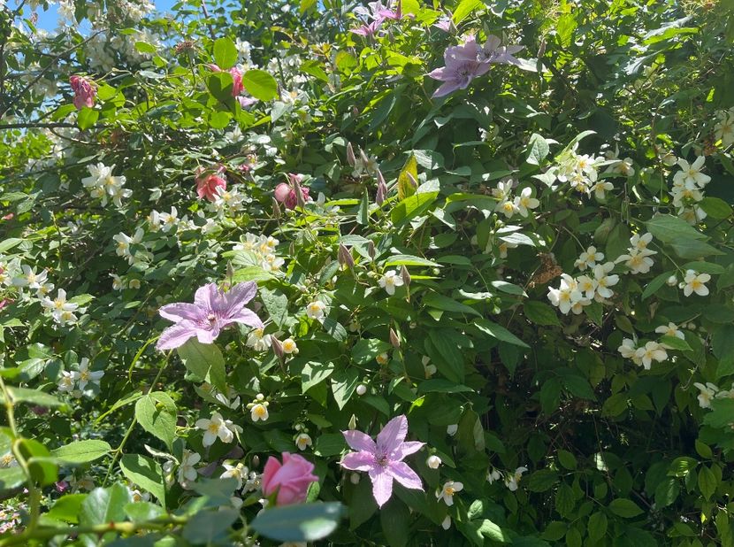 ED3F3CF9-262B-445D-A516-9A280B28DE70 - Arbuști 2021-2023