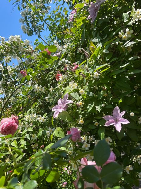 3EF20C51-792F-45F9-BF20-C6A3AA373391 - Trandafiri 2022 3