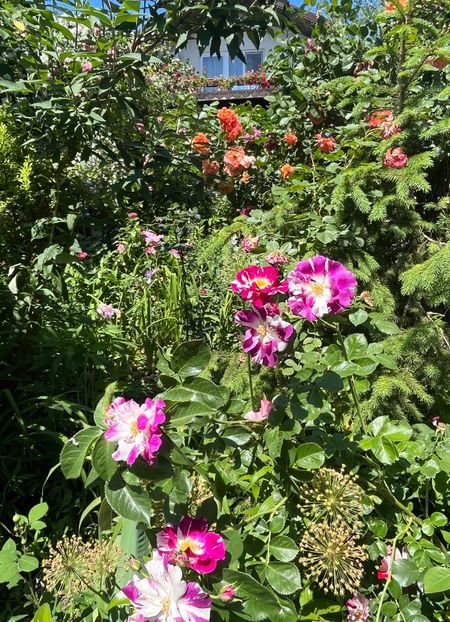 24D930A3-545A-442B-978B-EA46B40CFC75 - Trandafiri 2022 3