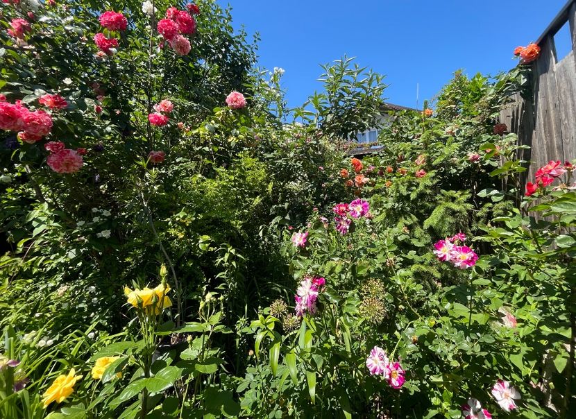 CBE002C7-6EDD-4D4F-9325-47CCD02E9AC9 - Trandafiri 2022 3