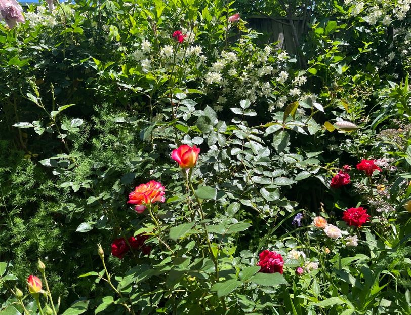 141FE5A0-2C6F-4845-83BF-12F4732427C2 - Trandafiri 2022 3