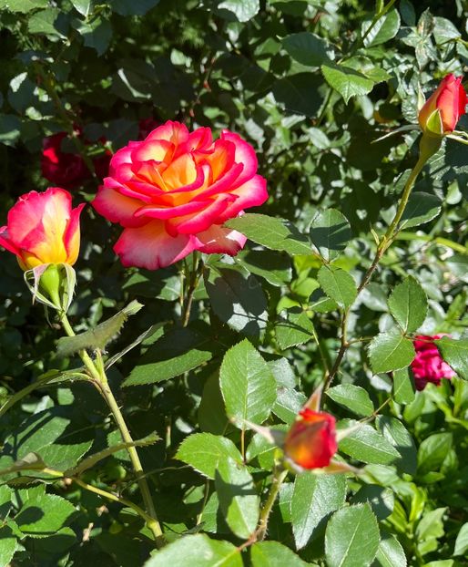 Leo ferre - Trandafiri 2022 3