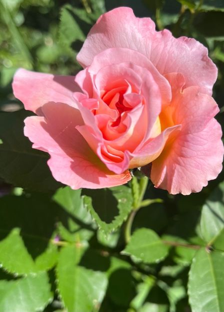 77AAEFC0-63B7-45BF-89A6-ADBEE25371A4 - Trandafiri 2022 3