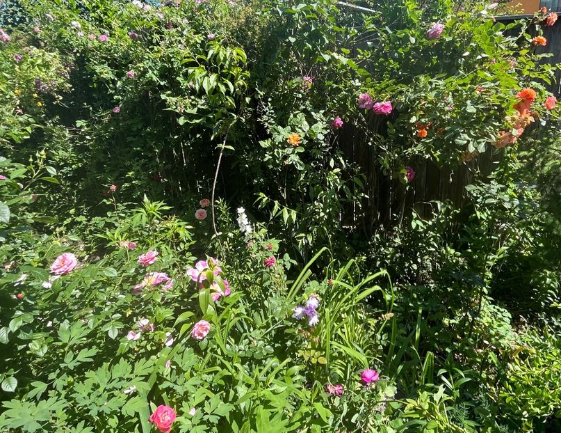 3DC815AD-8AB0-41A6-A35B-3DB78723C62A - Trandafiri 2022 3