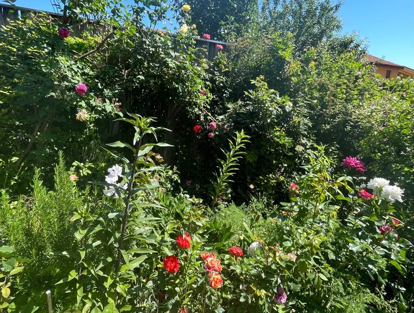 64EB305F-3054-4482-A920-16C1A3128CC7 - Trandafiri 2022 3