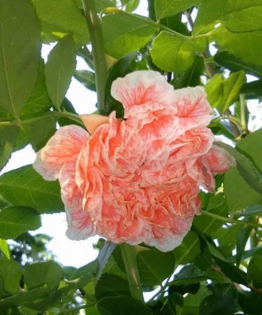 D6470B64-32A4-4417-B0D3-6862A28FD707 - Arbuști 2021-2023