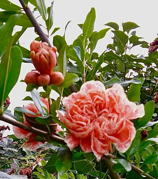 D88A66B9-D00A-48A5-882F-F74A1FF5E86C - Arbuști 2021-2023