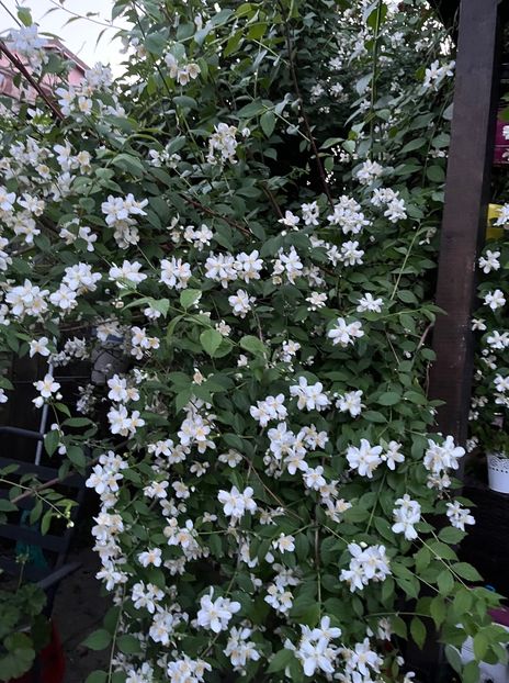 B3026FA1-D341-48CD-A052-CA6A7866B3C3 - Arbuști 2021-2023