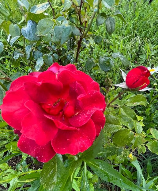 B49263CA-CDB2-4DB7-85B6-42B86E8E7328 - Trandafiri 2022 3