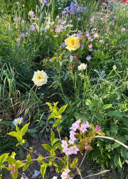 514D136C-BC53-4317-9E31-5381AC665CB2 - Trandafiri 2022 3