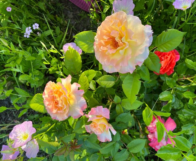 Aquarell - Trandafiri 2022 3