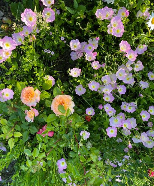 862748A8-5F72-4662-BFE0-2D8A27280C8B - Trandafiri 2022 3